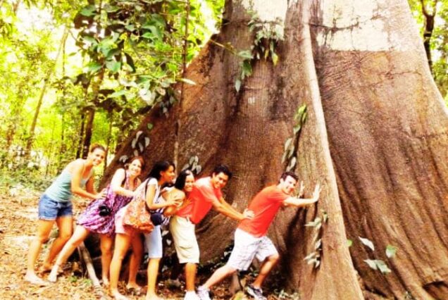 ancient Amazonian tree